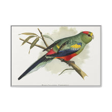 Many-Coloured Parrakeet (Psephotellus varius) colored wood-engraved plate by Alexander Francis Lydon - NOMADEN ART GALLERY