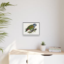 Red-Vented Parrot (Amazona martinicana) colored wood-engraved plate by Alexander Francis Lydon