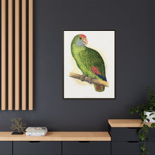 Dufresne's Amazon (Amazona dufresniana) colored wood-engraved plate by Alexander Francis Lydon