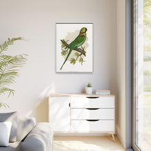 Alexandrine Parakeet (Psittacula eupatria) colored wood-engraved plate by Alexander Francis Lydon.