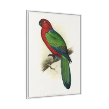 Red Shining Parrakeet (Prosopeia tabuensis) colored wood-engraved plate by Alexander Francis Lydon