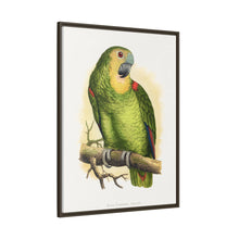 Blue-Fronted Amazon (Amazona aestiva) colored wood-engraved plate by Alexander Francis Lydon