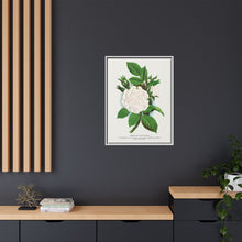 Rose, Perpetual White Moss lithograph. Digitally enhanced from our own original 1900 edition plates of Botanical Specimen published by Rochester Lithographing