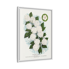 Japanese snowball flower lithograph. Digitally enhanced from our own original 1900 edition plates of Botanical Specimen published by Rochester Lithographing