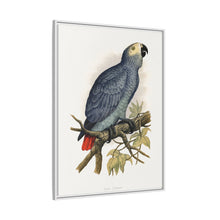 Grey Parrot (Psittacus erithacus) colored wood-engraved plate by Alexander Francis Lydon.