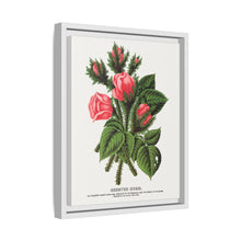 Pink roses, Crested Moss lithograph. Digitally enhanced from our own original 1900 edition plates of Botanical Specimen published by Rochester Lithographing
