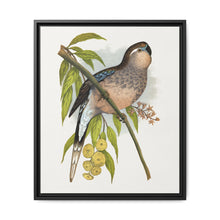 Bourke's Parrakeet (Neopsephotus bourkii) colored wood-engraved plate by Alexander Francis Lydon. - NOMADEN ART GALLERY