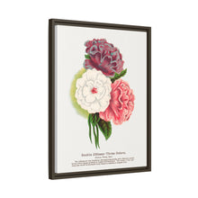 Double Althea in 3 colors lithograph. Digitally enhanced from our own original 1900 edition plates of Botanical Specimen published by Rochester Lithographing