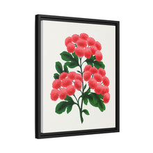 Paul's New Double Flowering Thorn lithograph. Digitally enhanced from our own original 1900 edition plates of Botanical Specimen published by Rochester Lithographing