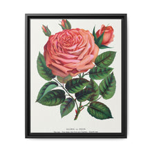 Pink rose, Glorie de Dijon lithograph. Digitally enhanced from our own original 1900 edition plates of Botanical Specimen published by Rochester Lithographing - NOMADEN ART GALLERY