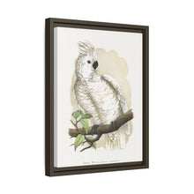 Placa xilográfica coloreada de la cacatúa de cresta blanca (Cacatua alba) de Alexander Francis Lydon