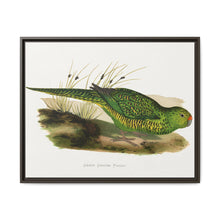 Green Ground Parrot (Pezoporus wallicus) colored wood-engraved plate by Alexander Francis Lydon - NOMADEN ART GALLERY