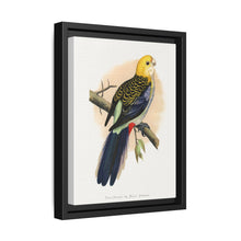 Pale-Headed or Mealy Rosella (Platycercus adscitus) colored wood-engraved plate by Alexander Francis Lydon. - NOMADEN ART GALLERY