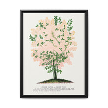 Purple Fringe tree lithograph. Digitally enhanced from our own original 1900 edition plates of Botanical Specimen published by Rochester Lithographing - NOMADEN ART GALLERY