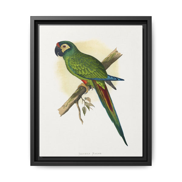llliger's Macaw (Primolius maracana) colored wood-engraved plate by Alexander Francis Lydon - NOMADEN ART GALLERY