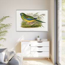 Turquoisine (Neophema pulchella) colored wood-engraved plate by Alexander Francis Lydon