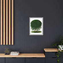Kilmarnock Weeping Willow tree lithograph. Digitally enhanced from our own original 1900 edition plates of Botanical Specimen published by Rochester Lithographing