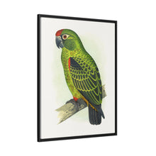 Placa grabada en madera de color loro de Jardine (Poicephalus gulielmi gulielmi) de Alexander Francis Lydon. 