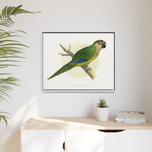 Golden-Crowned Conure (Aratinga auricapillus) colored wood-engraved plate by Alexander Francis Lydon