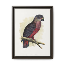 Dusky or Violet Parrot (Pionus fuscus) colored wood-engraved plate by Alexander Francis Lydon. - NOMADEN ART GALLERY