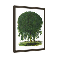 Kilmarnock Weeping Willow tree lithograph. Digitally enhanced from our own original 1900 edition plates of Botanical Specimen published by Rochester Lithographing
