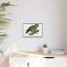 Red-Vented Parrot (Amazona martinicana) colored wood-engraved plate by Alexander Francis Lydon