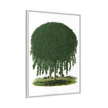 Kilmarnock Weeping Willow tree lithograph. Digitally enhanced from our own original 1900 edition plates of Botanical Specimen published by Rochester Lithographing