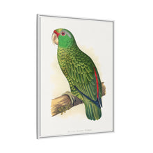 Placa xilográfica coloreada de periquito multicolor (Psephotellus varius) de Alexander Francis Lydon