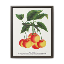 Gov Wood cherry lithograph. Digitally enhanced from our own original 1900 edition plates of Botanical Specimen published by Rochester Lithographing - NOMADEN ART GALLERY