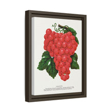 Vergennes grape lithograph. Digitally enhanced from our own original 1900 edition plates of Botanical Specimen published by Rochester Lithographing