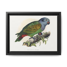 Red-Vented Parrot (Amazona martinicana) colored wood-engraved plate by Alexander Francis Lydon - NOMADEN ART GALLERY