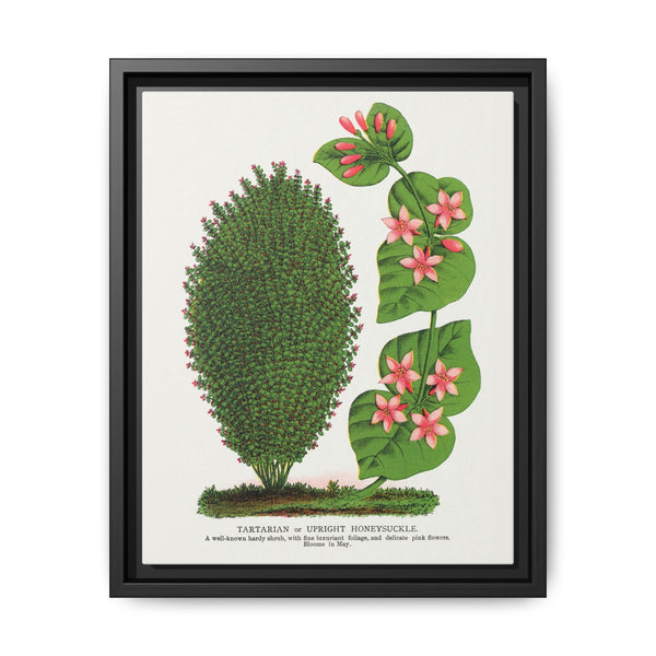 Tartarian, Upright Honeysuckle bush lithograph. Digitally enhanced from our own original 1900 edition plates of Botanical Specimen published by Rochester Lithographing - NOMADEN ART GALLERY