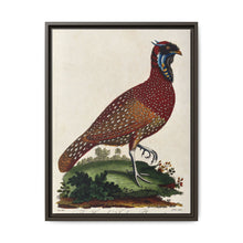 A horned Indian pheasant standing on the grass by J. Pass after J. E. Ihle. - NOMADEN ART GALLERY