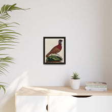 A horned Indian pheasant standing on the grass by J. Pass after J. E. Ihle.