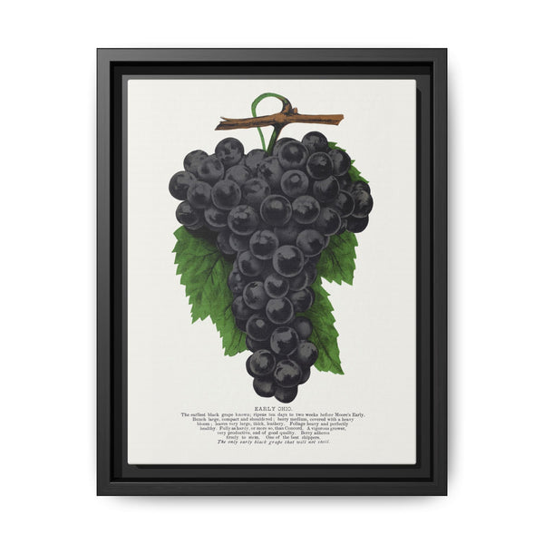 Early Ohio grape lithograph. Digitally enhanced from our own original 1900 edition plates of Botanical Specimen published by Rochester Lithographing - NOMADEN ART GALLERY