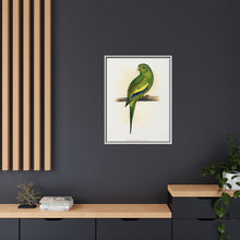 Canary-Winged Conure ( Brotogeris versicolurus) colored wood-engraved plate by Alexander Francis Lydon