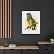 Senegal Parrot (Poicephalus senegalus) colored wood-engraved plate by Alexander Francis Lydon.