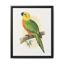Jendaya Conure (Aratinga jandaya) colored wood-engraved plate by Alexander Francis Lydon. - NOMADEN ART GALLERY