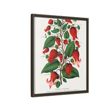 Prunus Triloba flower lithograph. Digitally enhanced from our own original 1900 edition plates of Botanical Specimen published by Rochester Lithographing