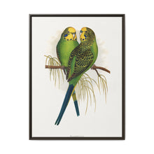 Budgerigar (Melopsittacus undulatus) colored wood-engraved plate by Alexander Francis Lydon - NOMADEN ART GALLERY
