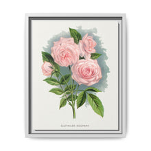 Pink rose, Clothilde Soupert lithograph. Digitally enhanced from our own original 1900 edition plates of Botanical Specimen published by Rochester Lithographing - NOMADEN ART GALLERY