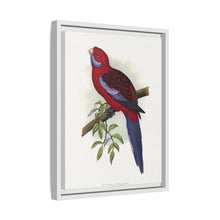 Pennant-Sittich (Platycercus elegans) farbige Holzstichplatte von Alexander Francis Lydon