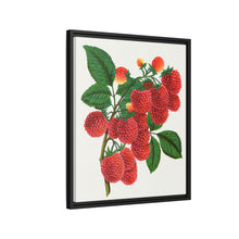 Shaffer's Colossal Raspberry Lithograph (1900)