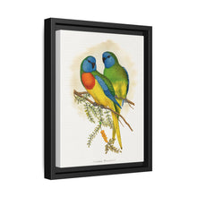 Splendid Parrakeet (Neophema splendida) colored wood-engraved plate by Alexander Francis Lydon - NOMADEN ART GALLERY