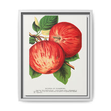 Duchess of Oldenburg apples lithograph from Botanical Specimen published by Rochester Lithographing - NOMADEN ART GALLERY