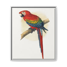 Red and Blue Macaw (Ara macao) colored wood-engraved plate by Alexander Francis Lydon - NOMADEN ART GALLERY