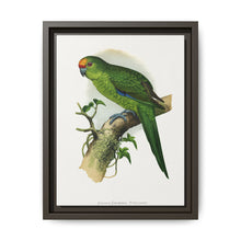 Golden-Crowned Parrakeet (Cyanoramphus auriceps) colored wood-engraved plate by Alexander Francis Lydon - NOMADEN ART GALLERY