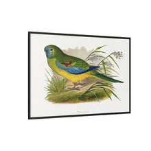 Turquoisine (Neophema pulchella) colored wood-engraved plate by Alexander Francis Lydon