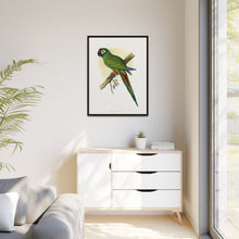 llliger's Macaw (Primolius maracana) colored wood-engraved plate by Alexander Francis Lydon