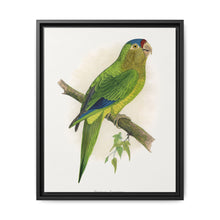 Petz's Conure (Aratinga canicularis) colored wood-engraved plate by Alexander Francis Lydon - NOMADEN ART GALLERY